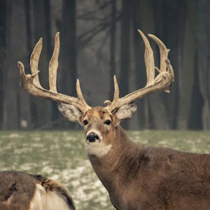 Meet your Posher, Neil